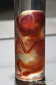 VBS_3161 - Feto di quattro mesi. Formazione delle ossa - Mostra Body Worlds
